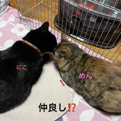 めん/猫/くろ/にこ/黒猫 こんにちはです。
ますます寒くなりました…(7枚目)