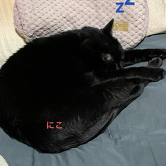猫/めん/黒猫/にこ/くろ/晩ご飯 昨夜の我が家。
旦那さんは夜勤、末娘は仕…(2枚目)