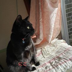 めん/猫/くろ/にこ/黒猫/空 今日はお日様出てます。
猫さまたちは日向…(4枚目)