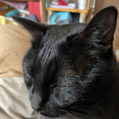 にこ/黒猫 おはようございます。
今日は曇り空からの…(5枚目)