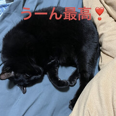 妄想/にこ/黒猫 ただ今帰り道のおかあたん。
スマホの写真…(3枚目)