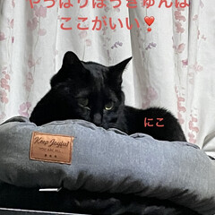 猫ベッド/めん/猫/くろ/にこ/黒猫 うちの猫さまたちの猫ベッド争奪戦がなんと…(6枚目)
