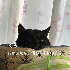 めん/猫/くろ/にこ/黒猫 今朝も朝から元気な猫さまたち。寝坊なおか…(3枚目)