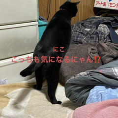 ぬくぬくして寝ましょう/めん/猫/にこ/黒猫 こんばんはです。
やっとお布団シーツカバ…(6枚目)