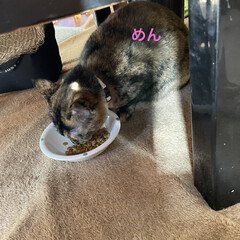 めん/猫/くろ/にこ/黒猫/お昼ご飯 のんびり過ごす今日。
お昼ご飯はパスタに…(4枚目)
