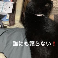 月見団子/晩ご飯/くろ/黒猫 今日はリハビリに数年ぶりの美容室にと自分…(5枚目)