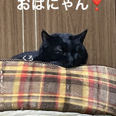 空/めん/猫/くろ/にこ/黒猫 おはようございます☀
今日も良いお天気で…(1枚目)