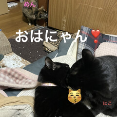 めん/猫/にこ/くろ/黒猫/空 おはようございます☀
久しぶりのおひさま…(2枚目)
