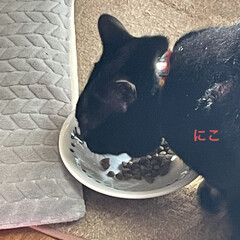 めん/猫/くろ/にこ/黒猫/お昼ご飯 のんびり過ごす今日。
お昼ご飯はパスタに…(5枚目)
