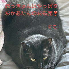 めん/猫/にこ/くろ/黒猫 今朝は過ごしやすいですね。☀️
早朝騒ぐ…(6枚目)