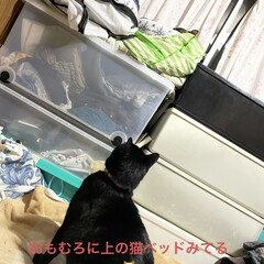 晩ご飯/めん/猫/にこ/黒猫 猫ベッドを巡るにことめんの様子が面白い🤣(3枚目)