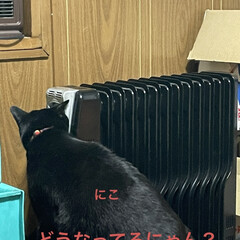 にこ/黒猫/オイルヒーター あまりの寒さにオイルヒーターを購入。
寝…(4枚目)