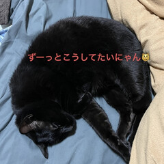 妄想/にこ/黒猫 ただ今帰り道のおかあたん。
スマホの写真…(4枚目)