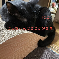 晩ご飯/めん/猫/にこ/くろ/黒猫 こんばんはです。夕方の猫さまたち😺😼😸
…(4枚目)