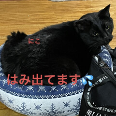 虹/めん/猫/くろ/にこ/黒猫/... こんばんはです。
晩ご飯は肉じゃが。
美…(5枚目)