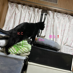 猫ベッド/めん/猫/くろ/にこ/黒猫 うちの猫さまたちの猫ベッド争奪戦がなんと…(4枚目)