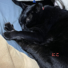 花/めん/猫/くろ/にこ/黒猫/... こんばんはです。
今日も一日お疲れ様でし…(1枚目)