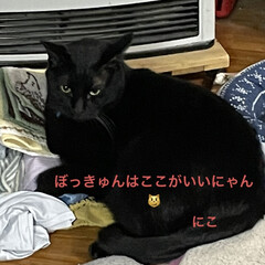 めん/猫/にこ/くろ/黒猫 こんばんはです。
今日は猫さまたち😺😼😸…(4枚目)
