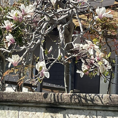 散歩/春/お花 散歩してたら桜以外のお花もたくさん💐
い…(6枚目)