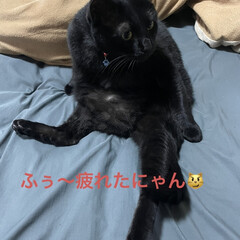 にこ/くろ/黒猫/めん/猫 主役はにこくん🐈‍⬛
特別出演くろママと…(5枚目)
