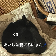 晩ご飯/めん/猫/にこ/くろ/黒猫 こんばんはです。夕方の猫さまたち😺😼😸
…(3枚目)