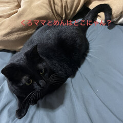 にこ/くろ/黒猫/めん/猫 主役はにこくん🐈‍⬛
特別出演くろママと…(6枚目)