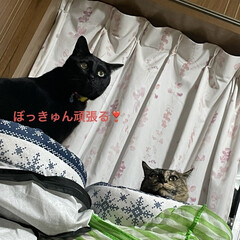 晩ご飯/めん/猫/にこ/黒猫 猫ベッドを巡るにことめんの様子が面白い🤣(7枚目)
