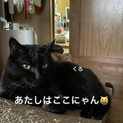 めん/猫/にこ/くろ/黒猫 こんばんはです。
今日は一日猫まみれな一…(4枚目)