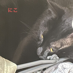 めん/猫/くろ/にこ/黒猫/お昼ご飯 こんにちはです😊
もう、お昼❣️朝起きて…(5枚目)