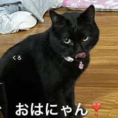 にこ/くろ/黒猫/猫/空 おはようございます☀
お日様眩しい〜❣️…(2枚目)