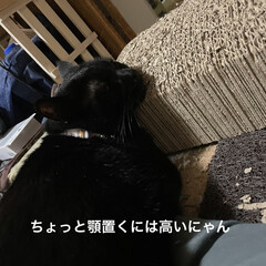 月見団子/晩ご飯/くろ/黒猫 今日はリハビリに数年ぶりの美容室にと自分…(6枚目)