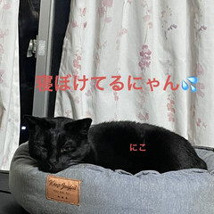 晩ご飯/めん/猫/くろ/にこ/黒猫 おはようございます😊
今日
暖かくなるみ…(4枚目)