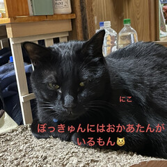 めん/猫/にこ/くろ/黒猫/晩ご飯 晩ご飯はトンテキとポテトサラダに小松菜の…(4枚目)