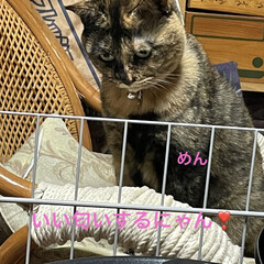 めん/猫/くろ/にこ/黒猫 こんにちはです。
ますます寒くなりました…(3枚目)