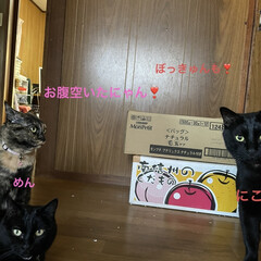 めん/猫/にこ/くろ/黒猫/晩ご飯 今日は淀川の花火大会🎆
3年ぶりらしいで…(3枚目)