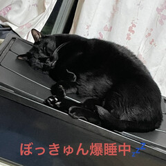 にこ/黒猫/晩ご飯 暑いですね💦今週は弁当週間でしたが冷やし…(4枚目)
