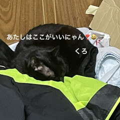 黒猫/にこ/くろ/猫/めん/晩ご飯 こんばんはです。まだ平熱ではないものの倦…(8枚目)