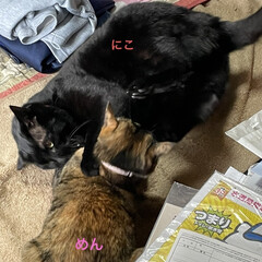 朝ご飯/めん/猫/くろ/にこ/黒猫/... おはようございます☀
今日はお天気です。…(6枚目)