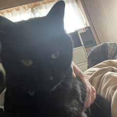 にこ/黒猫 おはようございます。
今日は曇り空からの…(6枚目)