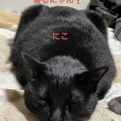 にこ/くろ/黒猫/めん/猫/晩ご飯/... こんばんはです。
今日は勤労感謝の日❣️…(8枚目)