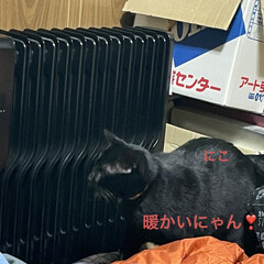 にこ/黒猫/オイルヒーター あまりの寒さにオイルヒーターを購入。
寝…(2枚目)