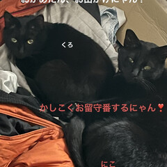 購入品/めん/猫/くろ/にこ/黒猫 今日も早朝から元気に活動する猫さまたち😸…(3枚目)