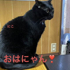 にこ/くろ/黒猫/猫/空 おはようございます☀
お日様眩しい〜❣️…(4枚目)