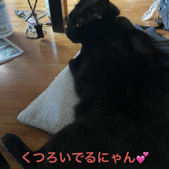くろ/にこ/黒猫/めん/猫/朝ご飯 おはようございます。曇り空☁️ですが明る…(8枚目)