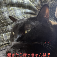 めん/猫/くろ/にこ/黒猫 今朝も朝から元気な猫さまたち。寝坊なおか…(6枚目)