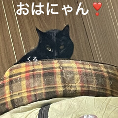 晩ご飯/めん/猫/くろ/にこ/黒猫 おはようございます😊
今日
暖かくなるみ…(2枚目)