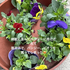 セール/お昼ご飯/花 スーパーへ行く途中綺麗に並んでるパンジー…