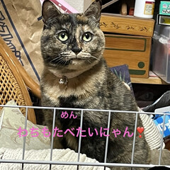 めん/猫/くろ/にこ/黒猫 こんにちはです。
ますます寒くなりました…(4枚目)