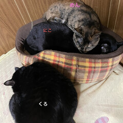 めん/猫/くろ/にこ/黒猫 今日は一日のほとんどを猫さまたちと寝室で…(3枚目)