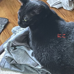 晩ご飯/めん/猫/にこ/くろ/黒猫 こんばんはです。夕方の猫さまたち😺😼😸
…(2枚目)